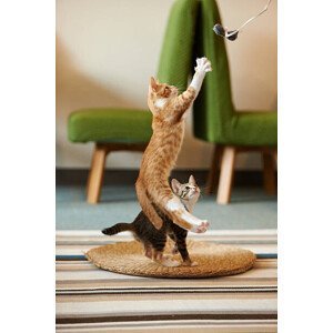 Umělecká fotografie kitten jumping to catch a toy., Akimasa Harada, (26.7 x 40 cm)