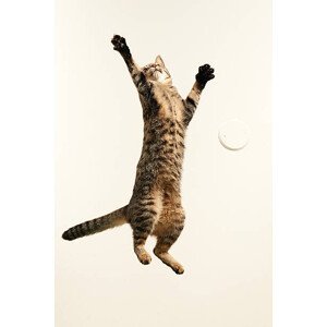 Umělecká fotografie Jumping cat, Akimasa Harada, (26.7 x 40 cm)
