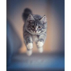 Umělecká fotografie jumping kitten, Nils Jacobi, (35 x 40 cm)
