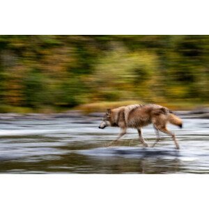 Umělecká fotografie Wolf in the USA, Kathleen Reeder Wildlife Photography, (40 x 26.7 cm)