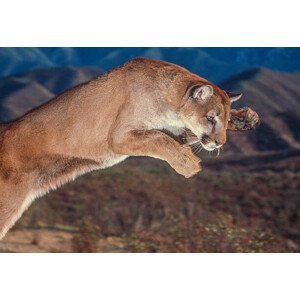 Umělecká fotografie Cougar pounce, George Lepp, (40 x 26.7 cm)