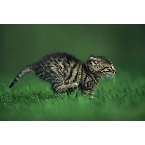 Umělecká fotografie Running kitten, Image Source, (40 x 26.7 cm)