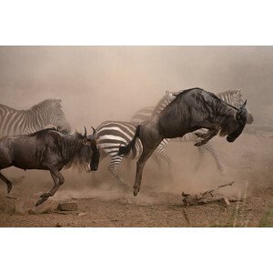 Umělecká fotografie wildebbest and Zebra running, Manoj Shah, (40 x 26.7 cm)