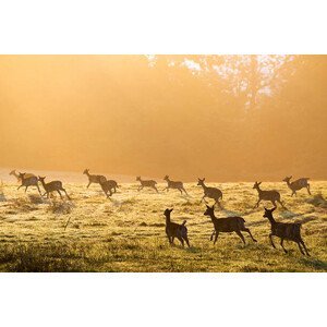 Umělecká fotografie Fallow deer on the move across pasture at dawn, James Warwick, (40 x 26.7 cm)