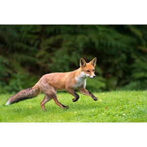 Umělecká fotografie Red fox cub running, James Warwick, (40 x 26.7 cm)