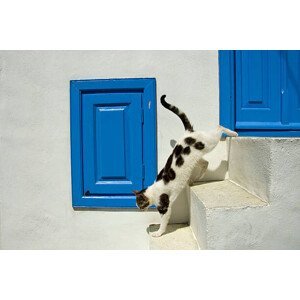 Umělecká fotografie Jumping Domestic Cat, Mykonos, Greek Islands,, asiafoto, (40 x 26.7 cm)