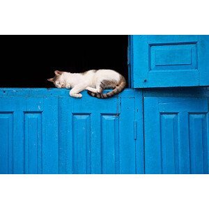 Umělecká fotografie Sleeping cat, Photography by Jeremy Villasis. Philippines., (40 x 26.7 cm)