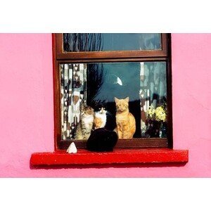 Umělecká fotografie Cats At Window Near Kilkee, Co Clare, Ireland, Design Pics / The Irish Image Collection, (40 x 26.7 cm)