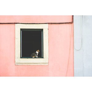 Umělecká fotografie A cat in an open window, saulgranda, (40 x 26.7 cm)