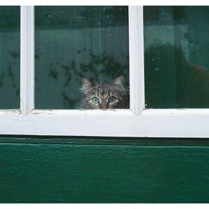 Umělecká fotografie Tabby cat looking through a window, Junophoto, (40 x 40 cm)