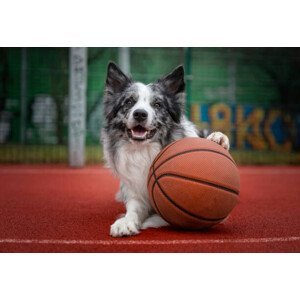 Umělecká fotografie Dog with a basketball, Anita Kot, (40 x 26.7 cm)
