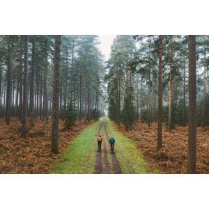 Umělecká fotografie Drone view of two cyclists on forest track, Justin Paget, (40 x 26.7 cm)