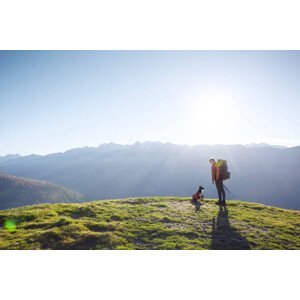 Umělecká fotografie Hiker and rescue dog on grassy hill, Switzerland, (40 x 26.7 cm)