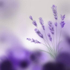 Umělecká fotografie Lavender bouquet on purple background. Digital, ruxi_coroiu, (40 x 40 cm)