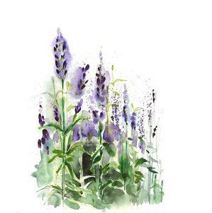 Ilustrace Lavender field, grau-art, (35 x 40 cm)
