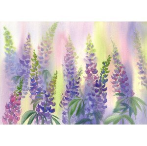 Ilustrace pink and violet lupine flowers watercolor, Eglelip, (40 x 26.7 cm)