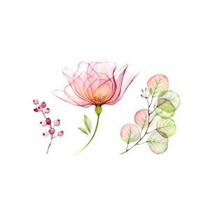 Ilustrace Watercolor Transparent Rose floral set. Eucalyptus, akvarelldesign, (40 x 26.7 cm)
