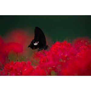 Umělecká fotografie A swallowtail butterfly and Red Spider lilies, qrsk, (40 x 26.7 cm)