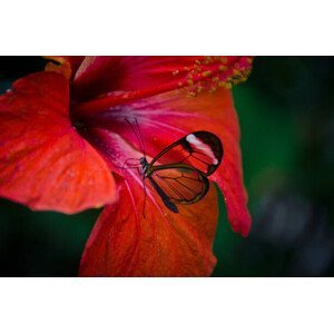 Umělecká fotografie Glasswing  butterfly on red flower,, Michael Camilleri, (40 x 26.7 cm)