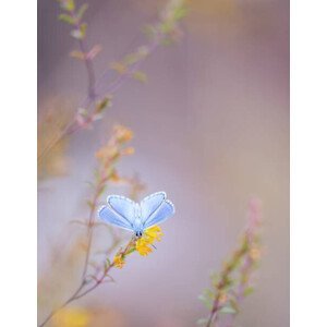 Umělecká fotografie Close-up of butterfly pollinating on flower,Barcelona,Spain, Cris Ayala / 500px, (30 x 40 cm)