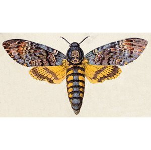 Umělecká fotografie Death's-head Hawk moth , insect animals, ilbusca, (40 x 22.5 cm)