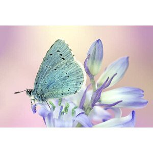 Umělecká fotografie Butterfly, mikroman6, (40 x 26.7 cm)