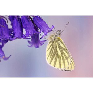 Umělecká fotografie Cabbage butterfly, mikroman6, (40 x 26.7 cm)