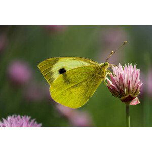 Umělecká fotografie Close-up of butterfly pollinating on pink, Liliya Lily  / 500px, (40 x 26.7 cm)