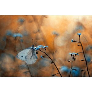 Umělecká fotografie Close-up of butterfly on plant, pozytywka / 500px, (40 x 26.7 cm)