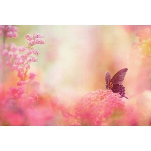 Umělecká fotografie Butterfly dreams, Eerik, (40 x 26.7 cm)