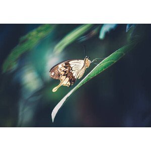 Umělecká fotografie Butterfly On Green Leaf, borchee, (40 x 26.7 cm)