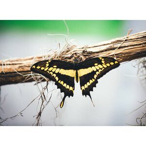 Umělecká fotografie Butterfly, borchee, (40 x 30 cm)