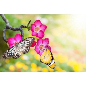 Umělecká fotografie desert rose and butterfly, enterphoto, (40 x 26.7 cm)