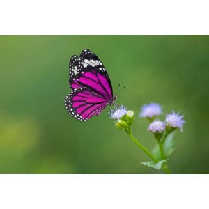 Umělecká fotografie Purple Butterfly on flowers, BirdHunter591, (40 x 26.7 cm)
