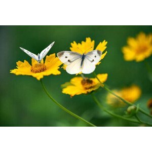 Umělecká fotografie White Butterflies on Daisy Flowers, Comezora, (40 x 26.7 cm)
