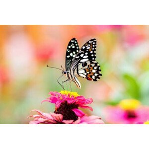 Umělecká fotografie Butterfly On A Flower with colorful Background, chuchart duangdaw, (40 x 26.7 cm)