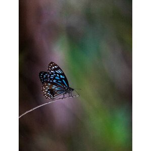 Umělecká fotografie Blue Tiger butterfly, Traceydee Photography, (30 x 40 cm)