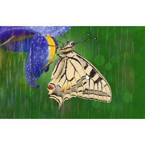 Umělecká fotografie Old world swallowtail butterfly, Darrell Gulin, (40 x 24.6 cm)