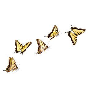 Umělecká fotografie Tiger Swallowtail Butterfly, Liliboas, (40 x 26.7 cm)