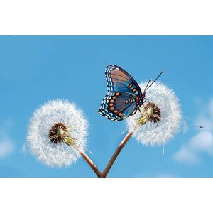 Umělecká fotografie Butterfly on dandelion, Maria Wachala, (40 x 26.7 cm)