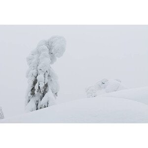 Umělecká fotografie trees on cliff top in winter, GluckKMB, (40 x 26.7 cm)