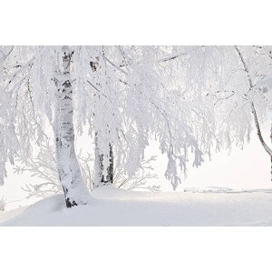 Umělecká fotografie Snow and frost on tree branches, Eerik, (40 x 26.7 cm)