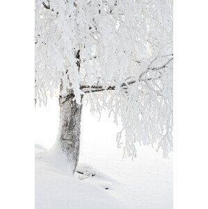 Umělecká fotografie Snow and frost covered birch tree on riverbank, Eerik, (26.7 x 40 cm)
