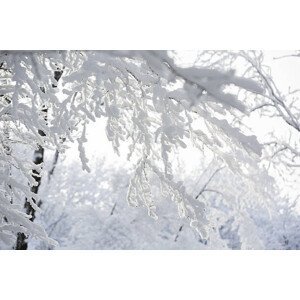 Umělecká fotografie Trees in the snow,, Scharfsinn86, (40 x 26.7 cm)