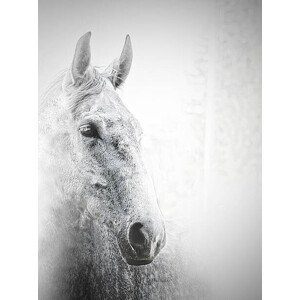 Umělecká fotografie White horse, Carmelka, (30 x 40 cm)