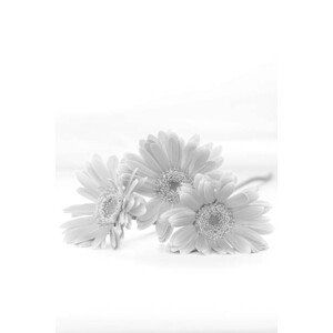 Umělecká fotografie gerbera bouquet (monochrome), Hana-Photo, (26.7 x 40 cm)