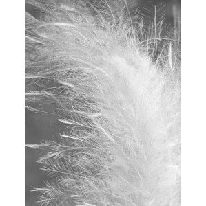 Umělecká fotografie Beautiful feather, Siglinde Fischer, (30 x 40 cm)