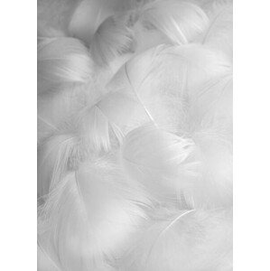 Umělecká fotografie Abstract blurred background of feathers. White, Vera Chitaeva, (30 x 40 cm)