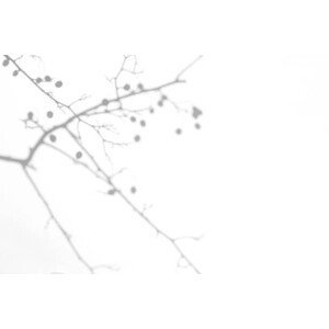 Umělecká fotografie shadows of hawthorn tree branches with, Aleksandra Konoplia, (40 x 26.7 cm)
