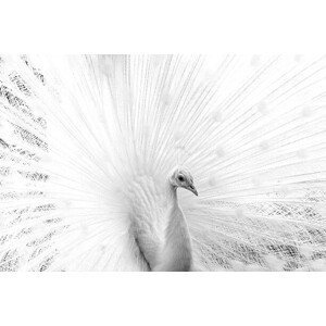 Umělecká fotografie White peacock, VittoriaChe, (40 x 26.7 cm)